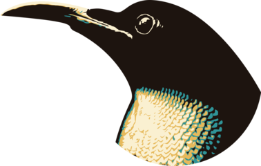 theparadiseriflebirds